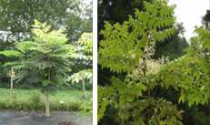 Japanese Angelica-tree (Aralia elata)