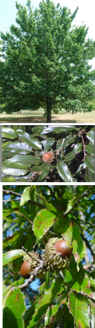 Japanese Red Oak (Quercus serrata)