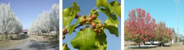 Callery pear (Pyrus calleryana "Autumn Blaze")
