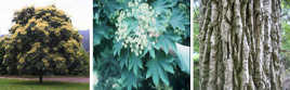 Prickly Castor Oil Tree (Kalopanax pictus)