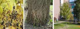 Amur Cork Tree (Phellodendron amurense)