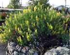 Yellow Bush Lupine (Lupinus arboreus)