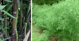 Bambus jadalny