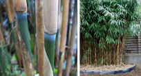 Uprawa bambusów mrozoodpornych w gruncie