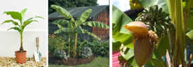 Bananowiec japoński ogrodowy