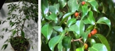 Lasek fikusowy (bonsai)