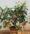 Jabłoń miniaturowa (bonsai)