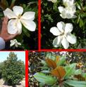 Magnolia zimozielona E.Bogue