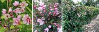 Magnolia zimozielona różowa pachnąca