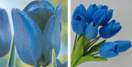 Tulipan błękitny (cebula)