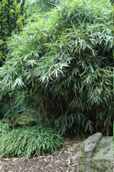 Bambus "Rustica" (duży)