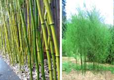 Bambus wysoki "Harbin" (większy)
