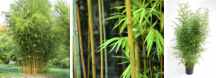 Bambus złoty (jadalny) DUŻY
