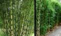 Bambus jadalny chiński (mniejszy)