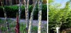 Bambus "żółwiowy" jadalny (nasiona)