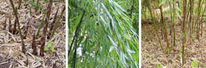 Bambus wysoki górski