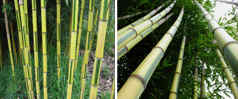 Bambus dwubarwny