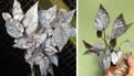 Begonia metaliczna