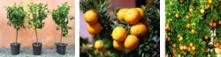 Pomarańcza mirtolistna - drzewko
