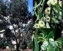 Jak uprawiać eukaliptusy?