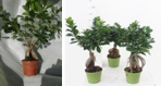 Fikus żeń-szeniowy (bonsai)