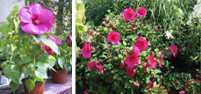 Hibiskus chiński różowy (drzewko)