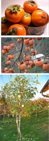 Hebanowiec owocowy japoński