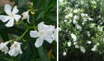 Oleander "Toulouse"