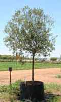 Oliwka-drzewko duże owocujące