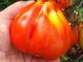 Pomidor gruszka czerwony (duży)