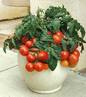 Pomidor czerwony miniaturowy